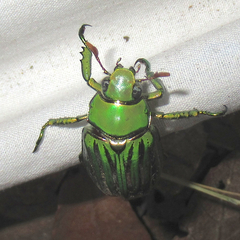 Chrysina gloriosa