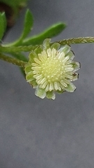 Cotula australis