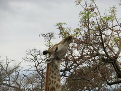 Giraffa camelopardalis giraffa