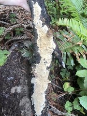 Byssomerulius corium