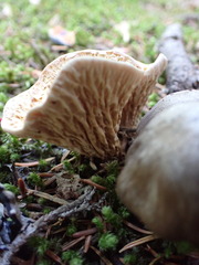 Turbinellus kauffmanii