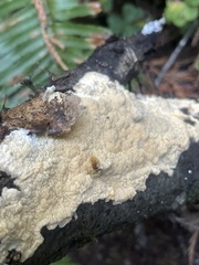 Byssomerulius corium