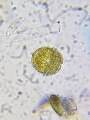 Parvodinium inconspicuum