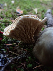 Turbinellus kauffmanii