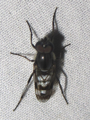 Therevidae