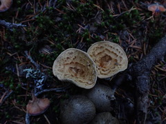 Turbinellus kauffmanii