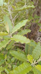 Olearia albida