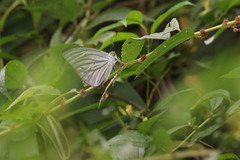 Pierinae