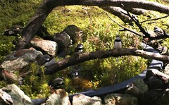 Stagonopleura guttata