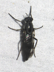 Therevidae