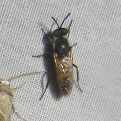 Therevidae