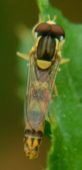 Sphaerophoria scripta