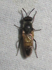 Therevidae
