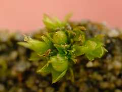 Physcomitrium patens