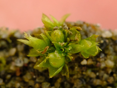 Physcomitrium patens