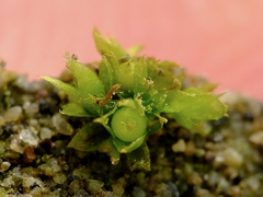 Physcomitrium patens