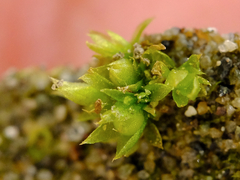 Physcomitrium patens