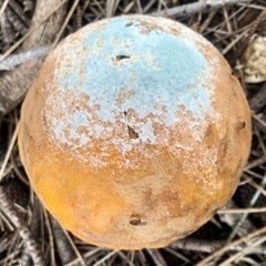 Penicillium italicum