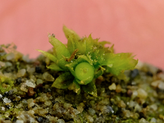 Physcomitrium patens