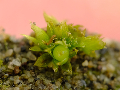 Physcomitrium patens