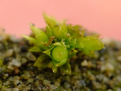 Physcomitrium patens