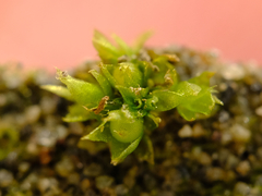 Physcomitrium patens