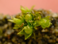 Physcomitrium patens