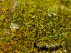 Ephemerum spinulosum