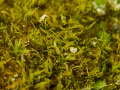 Ephemerum spinulosum