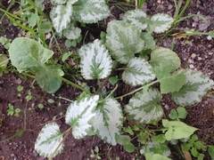 Lamium galeobdolon argentatum