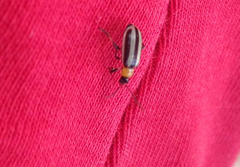 Acalymma trivittatum