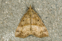 Hypena deceptalis