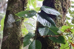 Toxicodendron orientale