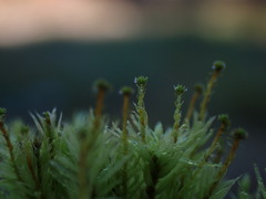 Aulacomnium palustre