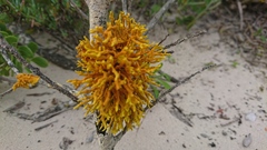 Dufourea flammea