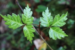 Toxicodendron orientale