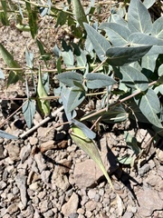 Asclepias cordifolia