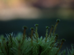 Aulacomnium palustre