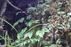 Toxicodendron orientale