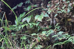 Toxicodendron orientale