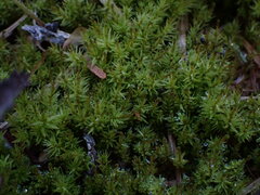 Aulacomnium palustre