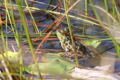 Lithobates septentrionalis