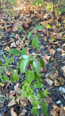 Pycnanthemum