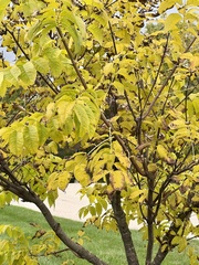 Phellodendron amurense