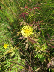 Inula japonica