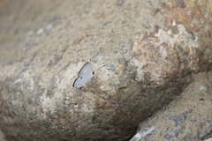 Neopithecops zalmora