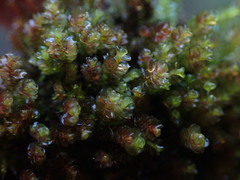 Marsupella emarginata