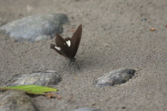 Papilio castor