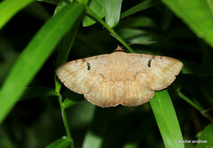 Hypopyra vespertilio