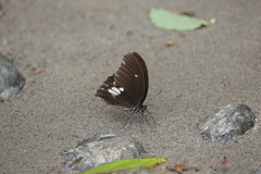 Papilio castor